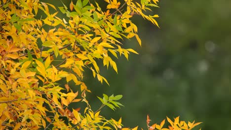 closeup view of color changing leaves in fall