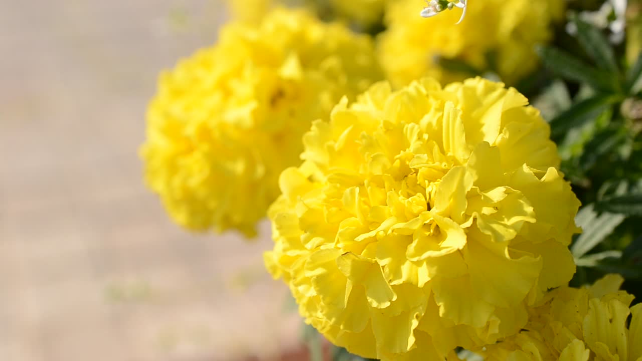 花、マルハナバチ