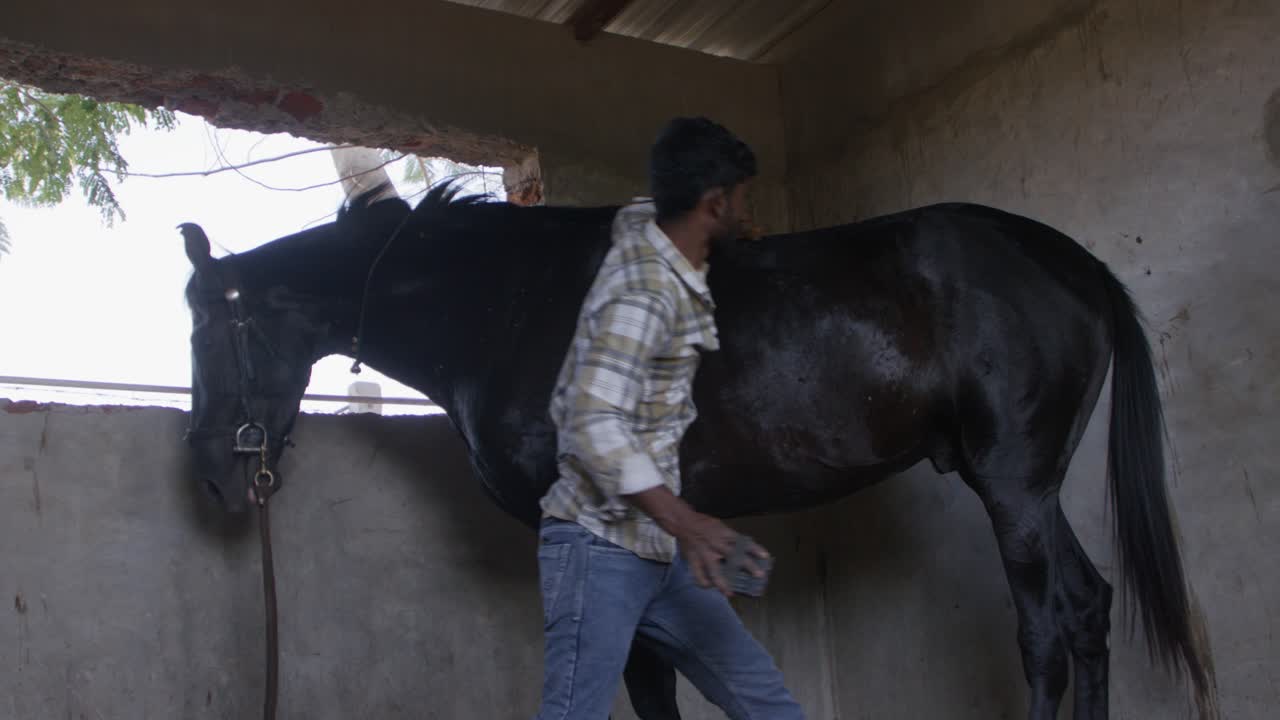 A South Asian man cleaning a black horse with a brush inside a stable