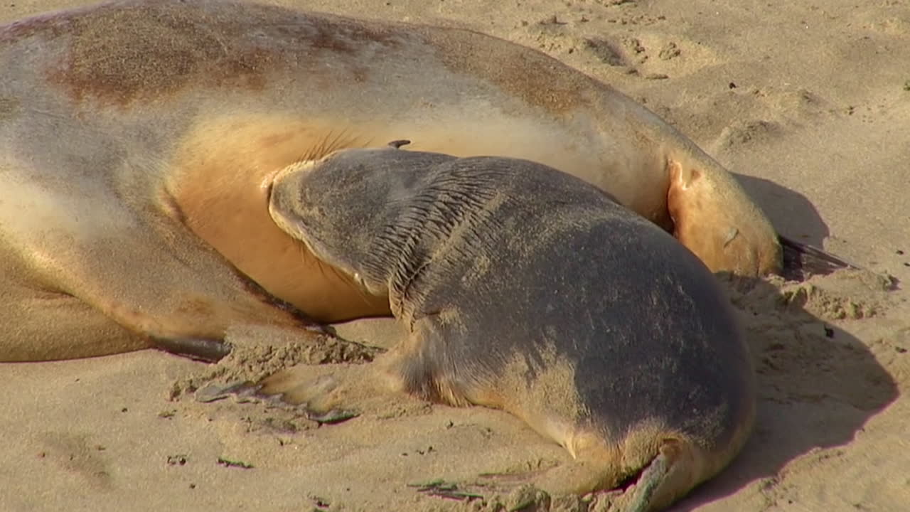 Baby Australian fur seals chase their mothers and try to nurse on a beach on Kangaroo Island Australia 3