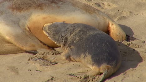 Los-Bebés-De-Lobos-Marinos-Australianos-Persiguen-A-Sus-Madres-E-Intentan-Amamantar-En-Una-Playa-En-La-Isla-Canguro-Australia-3