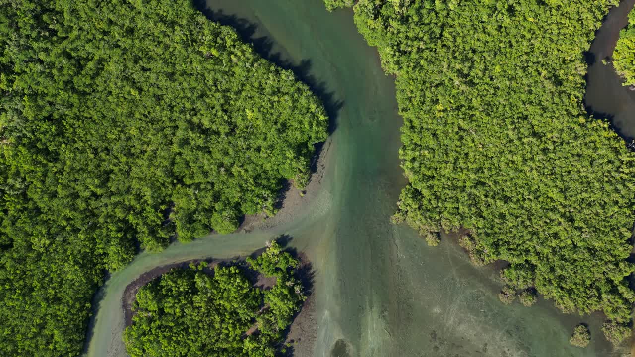 Panoramic aerial-top down view of winding mangrove river surrounded by lush vegetation at Yocti, San Andres, Catanduanes.