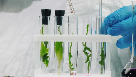 a man in gloves works in a laboratory with plant samples