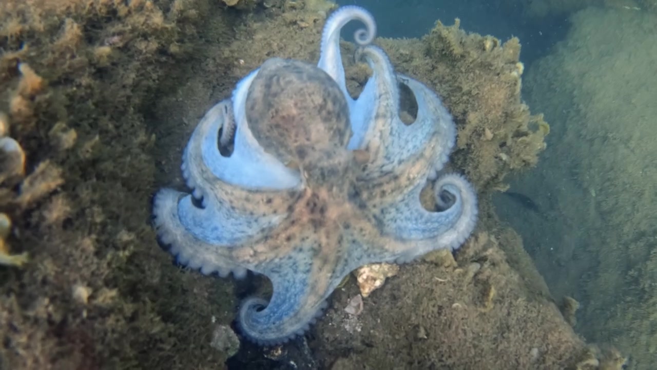 Polpo che si mimetizza su una scogliera marina ricca di texture, fondendosi con il suo ambiente sottomarino. Cefalopode che vive nell'habitat oceanico.