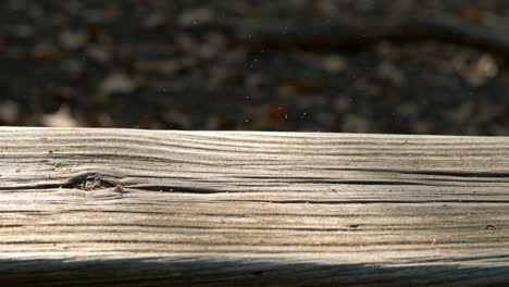 close-up of a wooden surface