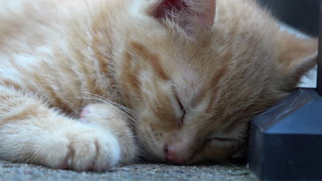 orange tabby kitten drops head to ground, fully asleep.