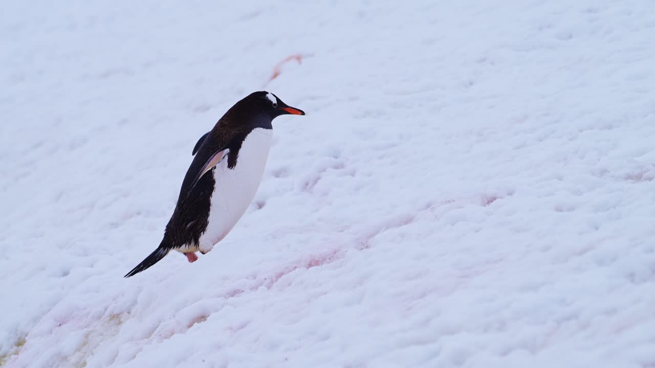 el pingüino gentoo en la nieve