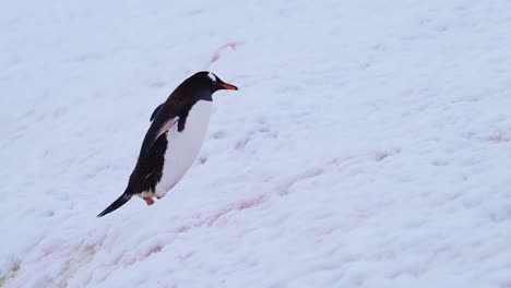 gentoo penguin on snow