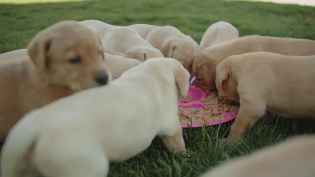 Golden Lab Puppies crowded around their food bowl