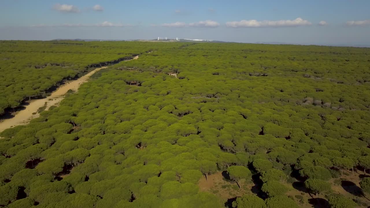 vista aérea de un gran bosque de pinos en la costa mediterránea de españa