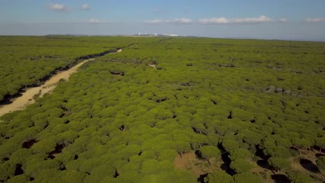 Vista-Aérea-De-Un-Gran-Bosque-De-Pinos-En-La-Costa-Mediterránea-De-España