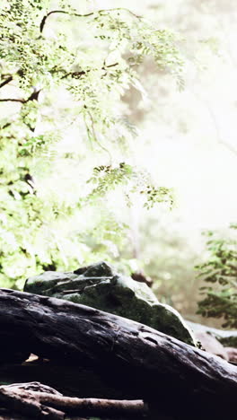 a peaceful forest scene with a sunlit log and rock