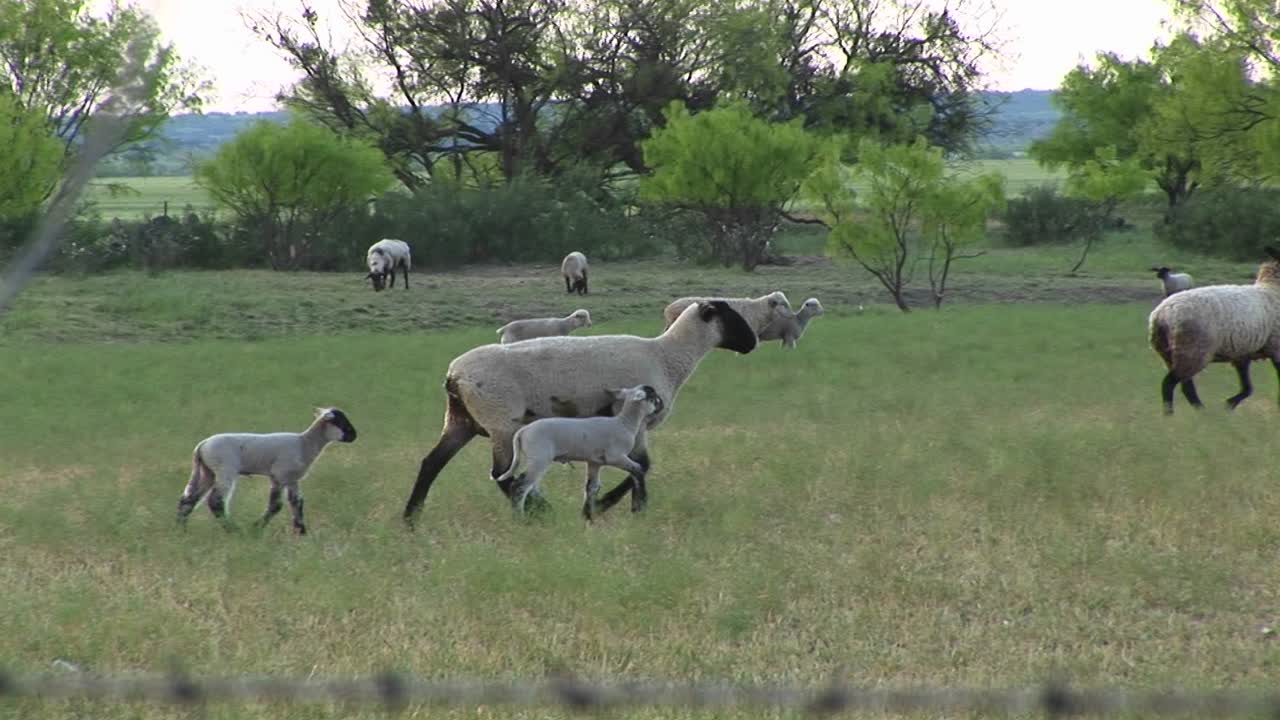 다른 양들과 함께 들판을 가로질러 걷는 암양과 그녀의 양 두 마리의 다음 샷