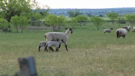 Siguiente-Foto-De-Una-Oveja-Y-Sus-Dos-Corderos-Caminando-Por-Un-Campo-Con-Otras-Ovejas