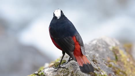 el colirrojo de cabeza blanca es conocido por su hermosa corona blanca, alas de color azul oscuro negruzco y marrón debajo de las plumas y su cola comienza con rojo