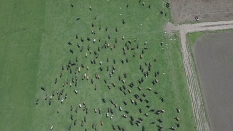 Fast-aerial-flyby-over-herd-of-cattle-and-flying-birds,-South-Africa