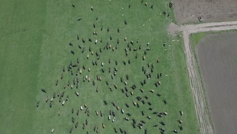fast aerial flyby over herd of cattle and flying birds, south africa