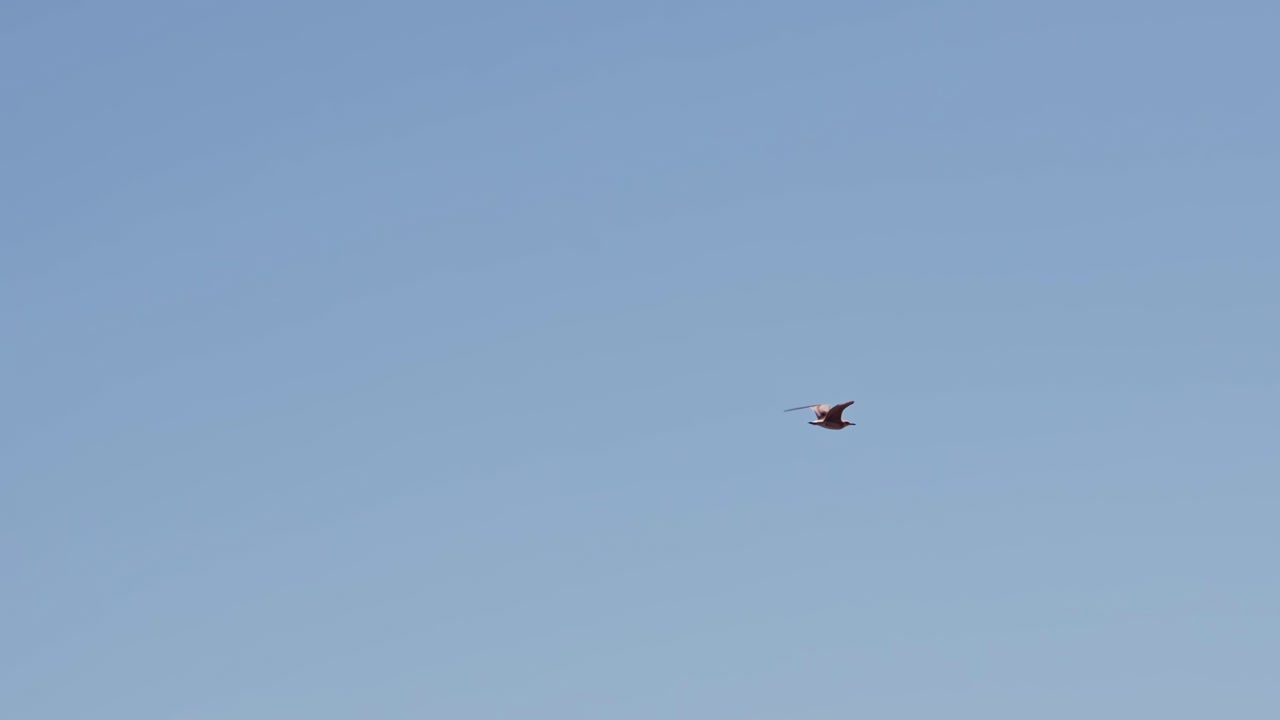 카이트서퍼 돛을 배경으로 슬로우 모션으로 날아가는 갈매기