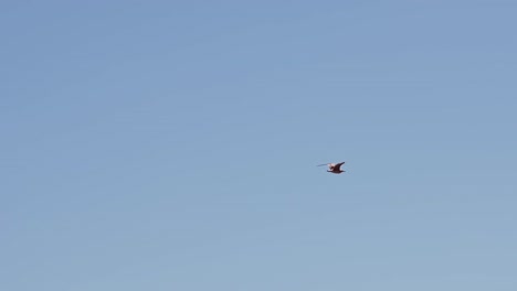 Seagull-flying-in-slow-motion,-with-kitesurfer-sail-on-the-background