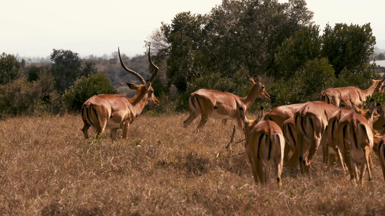 Herd of Impala in African Savanna