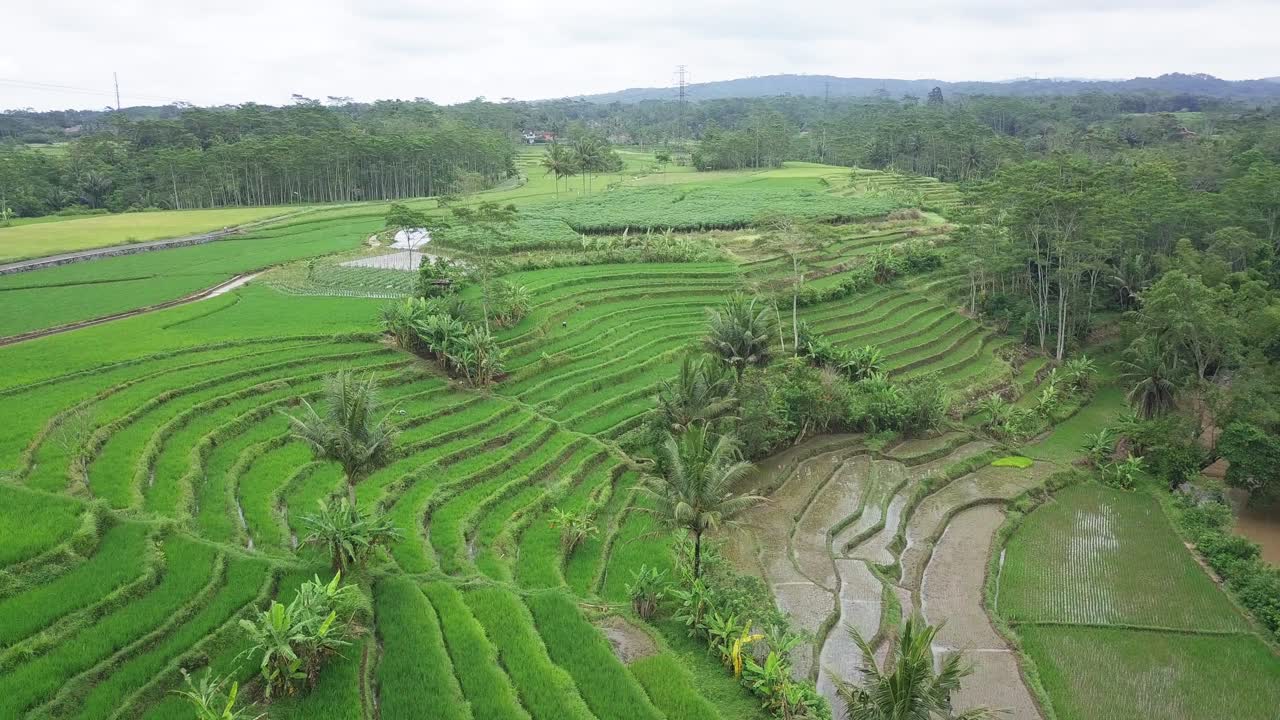 imágenes de drones de hermosos campos de arroz en terrazas verdes con algunos cocoteros