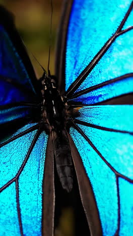 close-up of a vibrant blue butterfly's wings