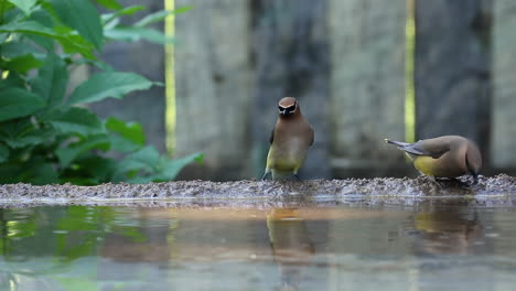 Colorful-Bohemian-Waxwing-birds-fly-and-land-in-bird-bath-to-drink-fresh-clear-water,-static-close-up