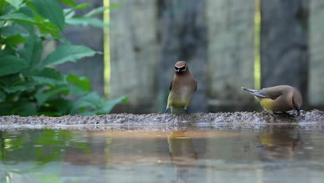 Bunte-Böhmische-Seidenschwanzvögel-Fliegen-Und-Landen-Im-Vogelbad,-Um-Frisches-Klares-Wasser-Zu-Trinken,-Statisch-Nah-Oben