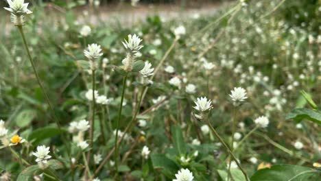 Closeup-Landschaft-Der-Frost-Aster-Blume-Während-Des-Sonnigen-Tages---Nahaufnahme