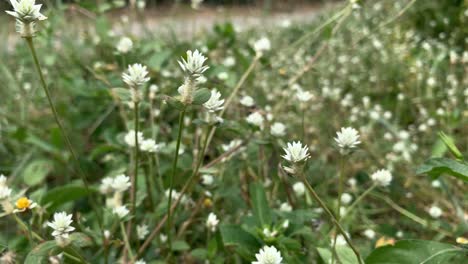 paisaje de primer plano de la flor de aster helada durante el día soleado - primer plano