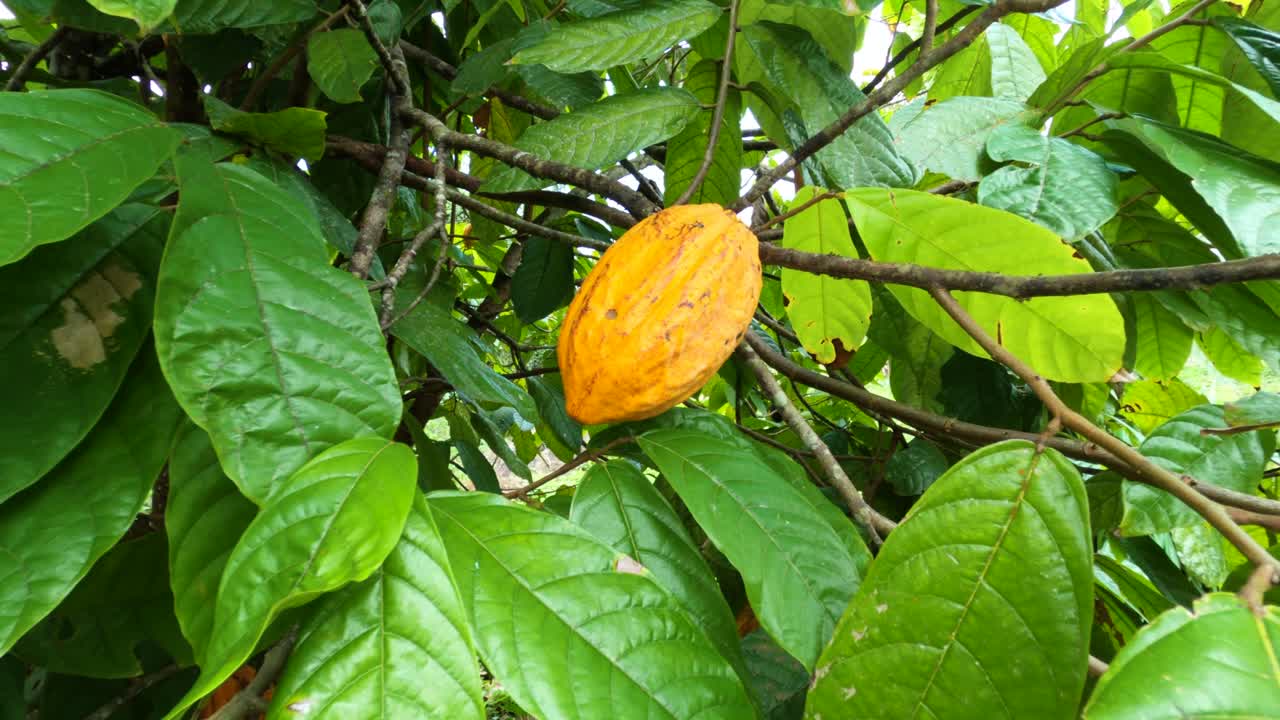 vista panorámica de la fruta de cacao madura en el árbol de cacao