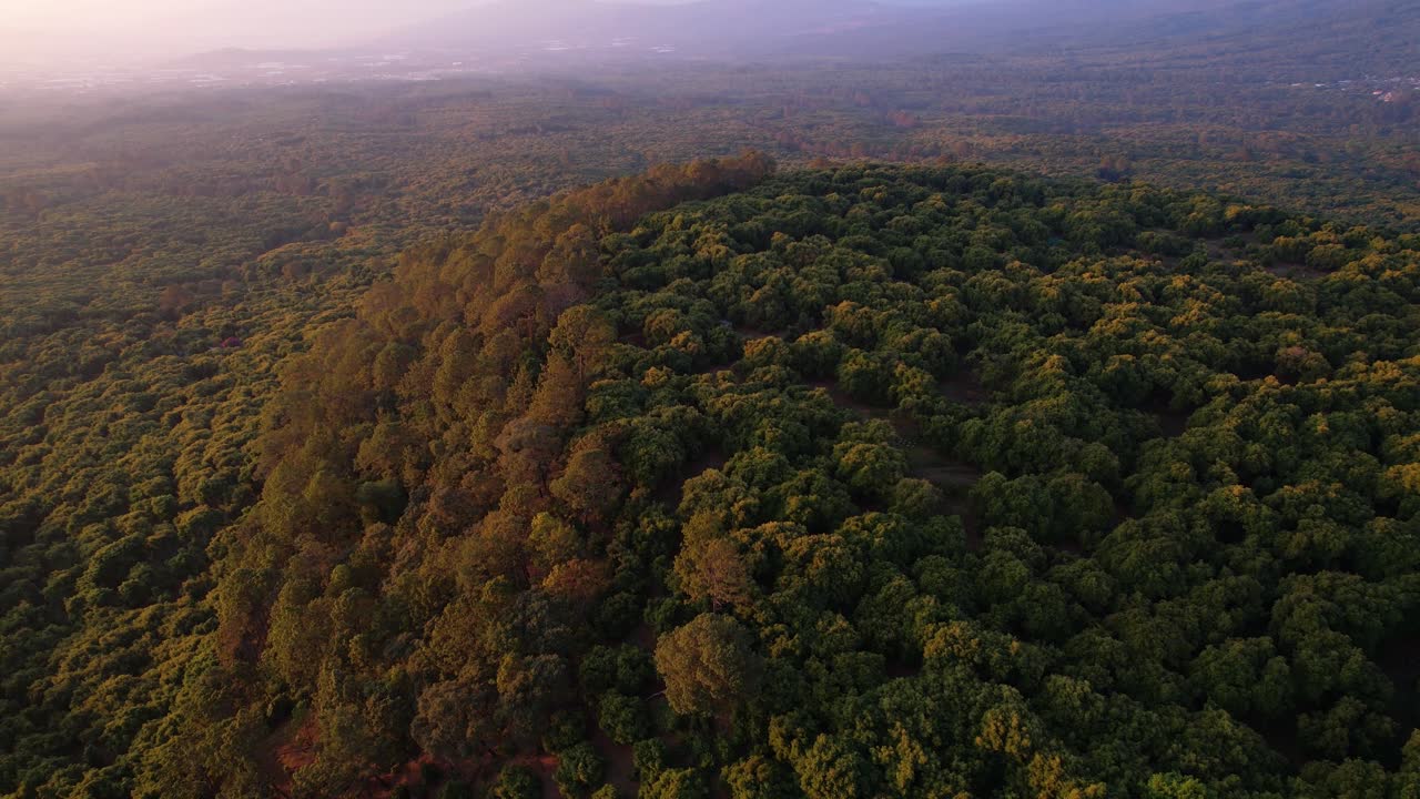 활기찬 공중 황금 시간, 멕시코 미초아칸에 있는 하스 아보카도 나무의 일몰