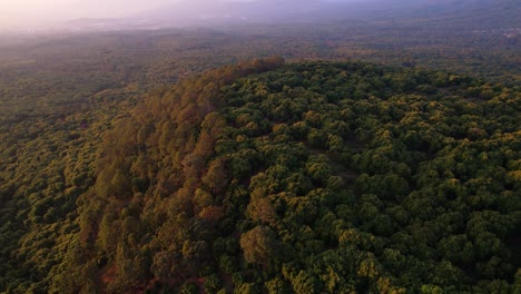 vibrante hora dorada aérea, puesta de sol sobre árboles de aguacate hass en méxico michoacán