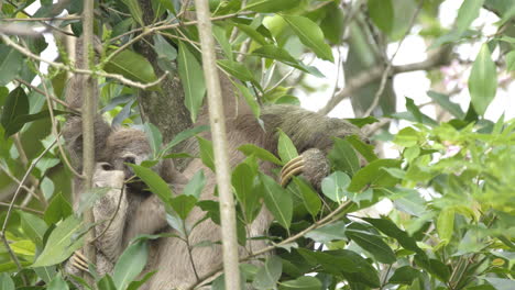 Cute-comical-baby-sloth-scratching-an-itch-while-mother-feeds-on-succulent-green-foliage,-static-shot
