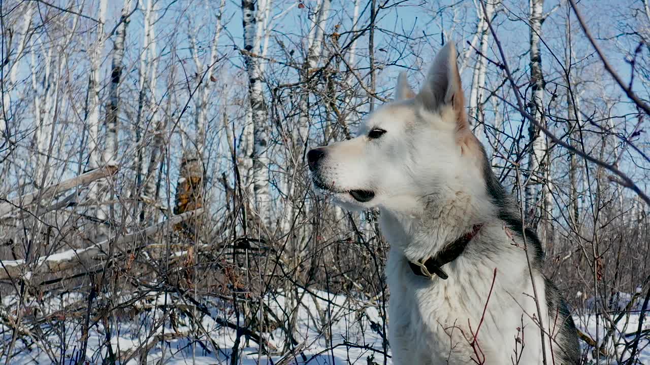 애완용 허스키 늑대개는 춥고 화창한 겨울날 숲을 탐험합니다