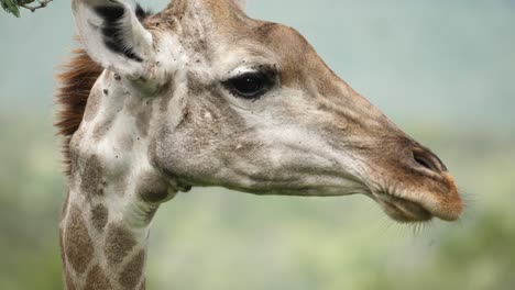 jirafa en perfil gira la cabeza para mirar a la cámara y la espalda a un lado, primer plano