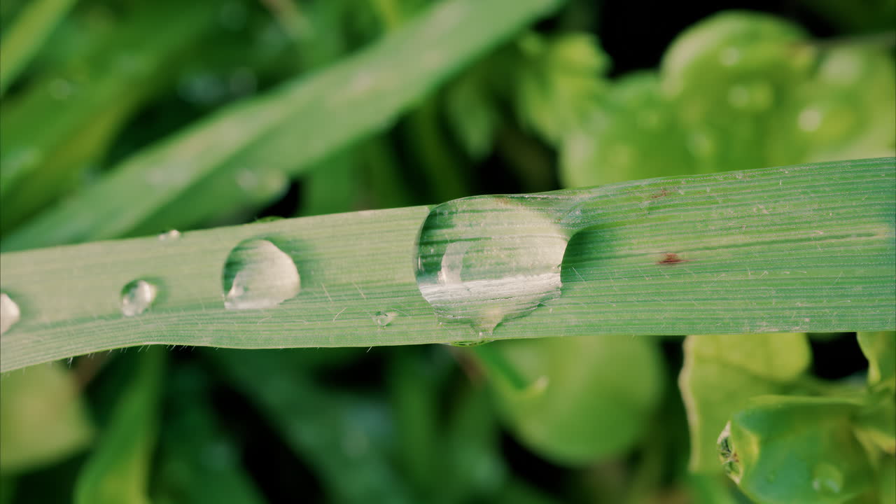 Close up water drops on a green grass leaf blade