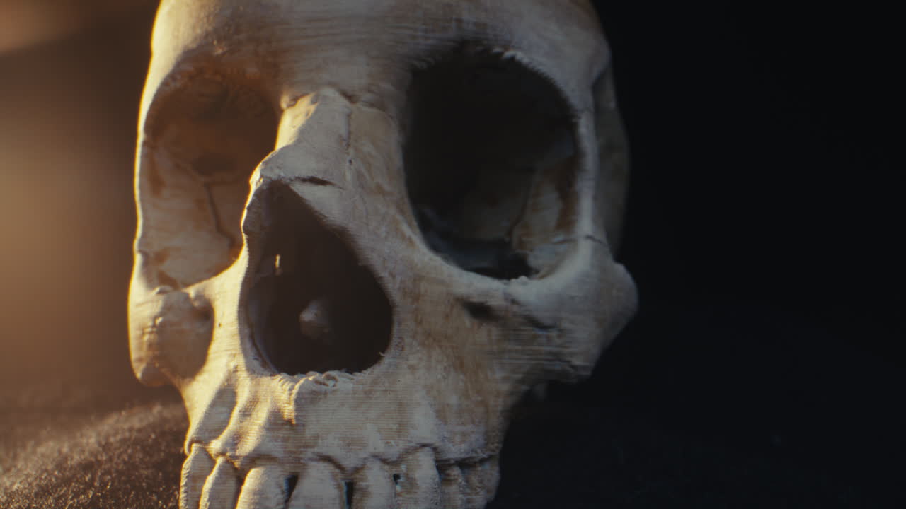 primer plano de un cráneo