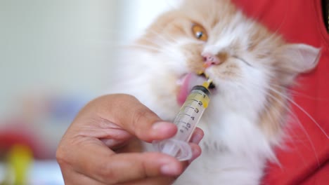 close up shot hands of the woman feeding medicine to a persian cat, selective focus shallow depth of field