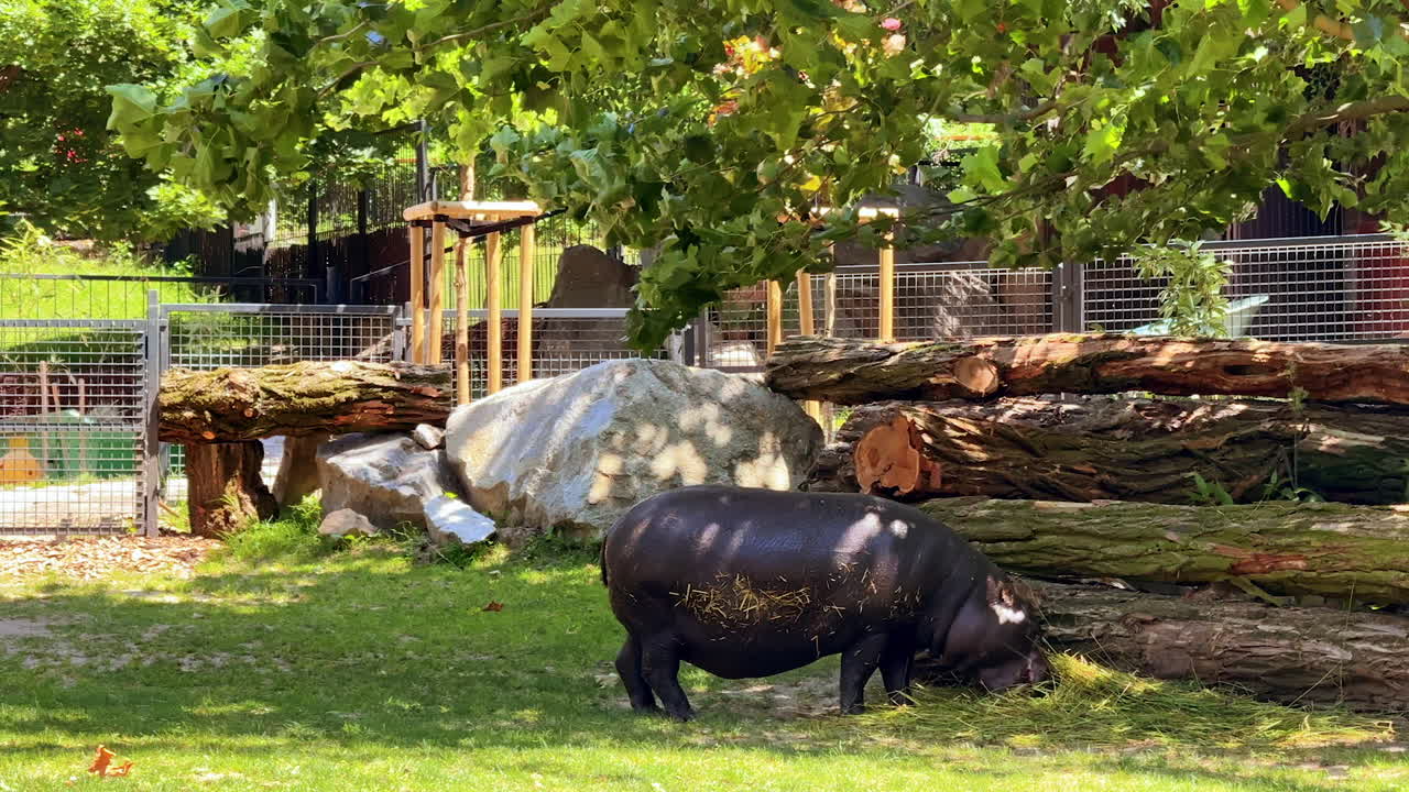 Hippopotamus grazing under a tree. A hippopotamus is grazing calmly in a small enclosure surrounded by logs and grass on a sunny day