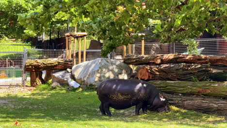hippopotamus grazing under a tree. a hippopotamus is grazing calmly in a small enclosure surrounded by logs and grass on a sunny day