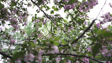 pink blossoms in spring