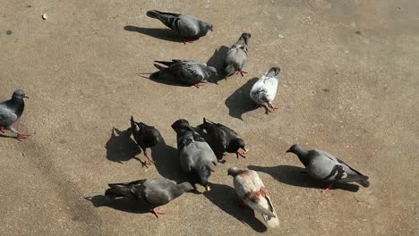 hd fotografía cenital de palomas en el suelo comiendo semillas y granos en tailandia
