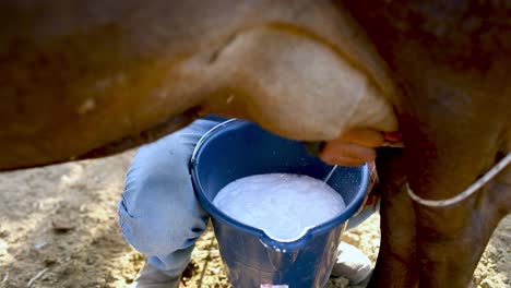 sustenance farmer hand milking a cow into a bucket in the field - isolated close up