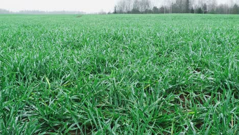 Close-up-of-feet-in-hiking-boots-walking-on-vibrant-green-grass,-high-angle,-walk-from-right-to-left,-static,-daytime