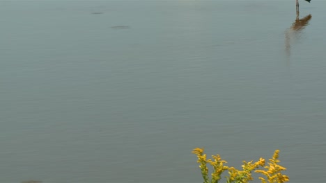 Silberreiher-Und-Großer-Blauer-Reiher-In-Einem-Teich-Im-Blackwater-National-Wildlife-Refuge,-Maryland---Nach-Oben-Kippen