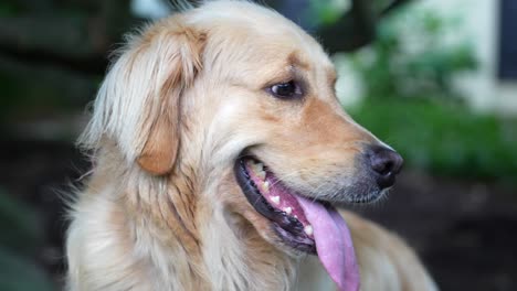 Süßer-Golden-Retriever-Aus-Nächster-Nähe