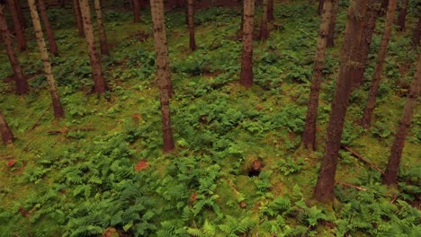 drone flying backwards through pine forest above the ferns