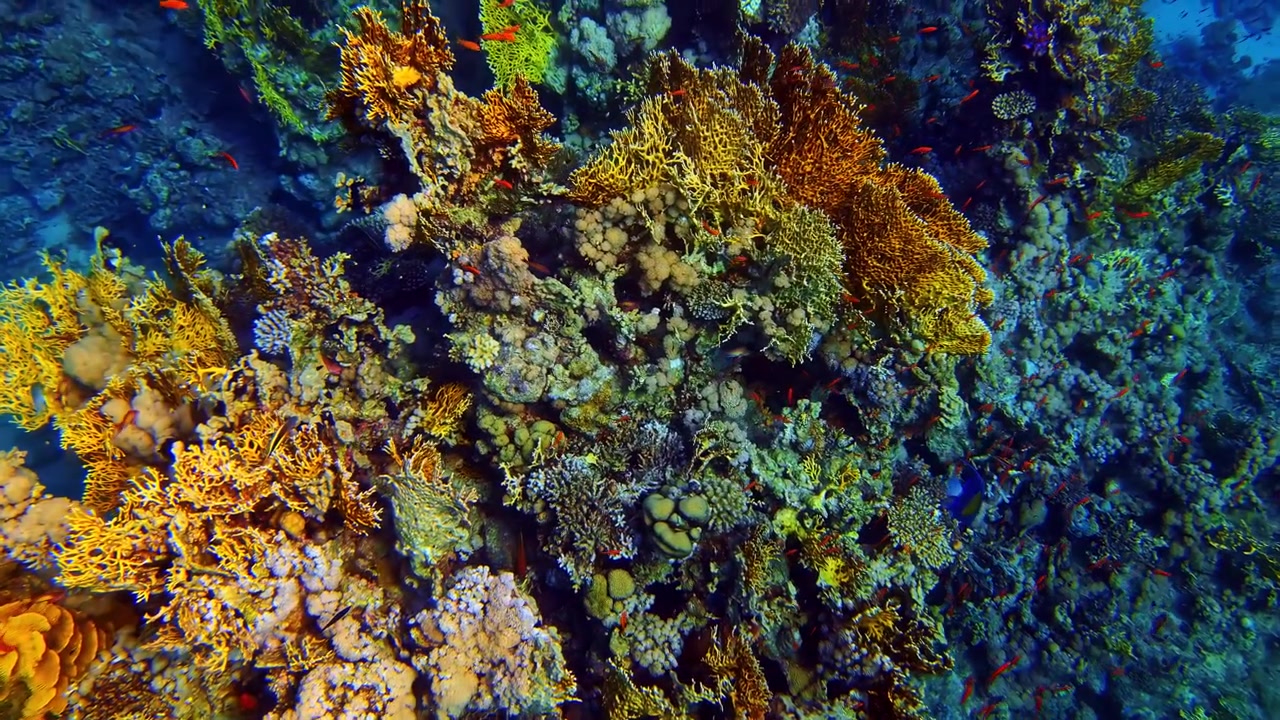Vivace parete di barriera corallina ricca di colorata vita marina e texture sottomarine tropicali in acque oceaniche di un blu profondo, catturata durante un'esplorazione subacquea in un fiorente ecosistema di barriera.