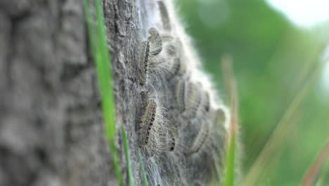 4k eikenprocessierups op boom, thaumetopoeinae, overlast, nest, eik, caterpillar, closeup, alleen